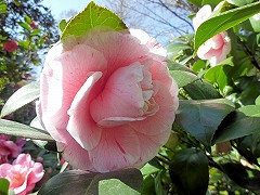 レディ・ロック